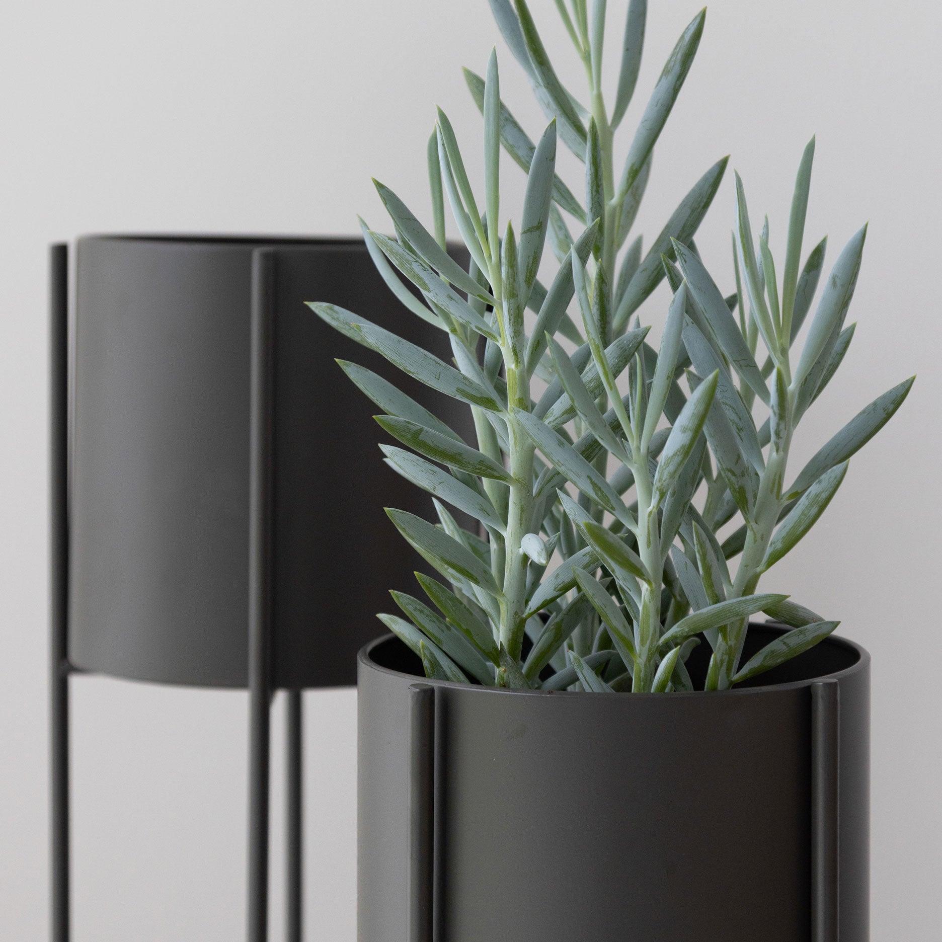 Viola urtepotteholder H60 cm