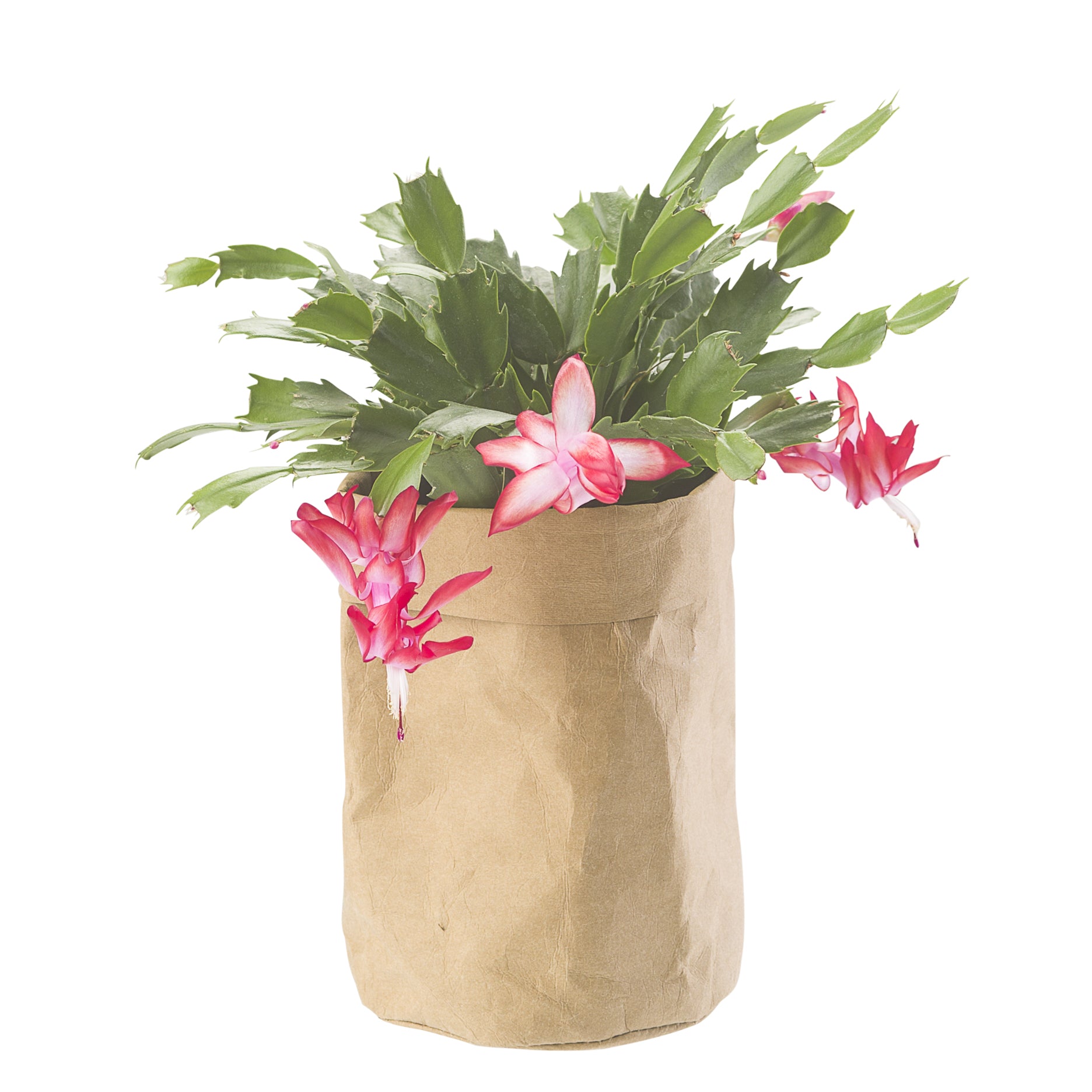 CRÉTON MAISON Plantepose