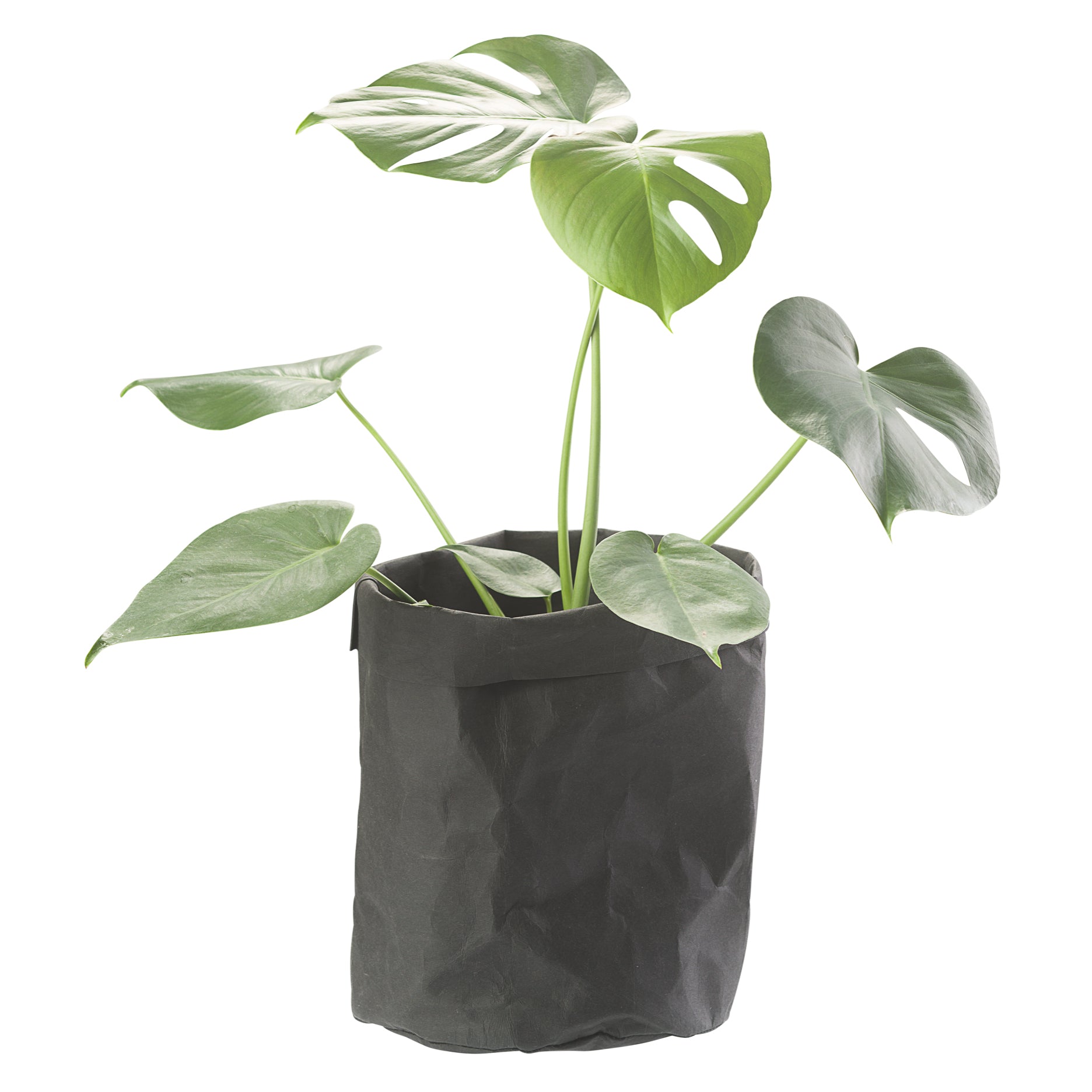 CRÉTON MAISON Plantepose