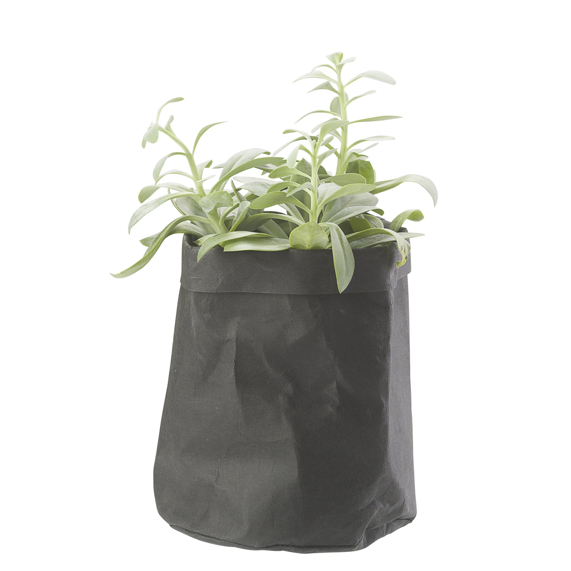 CRÉTON MAISON Plantepose