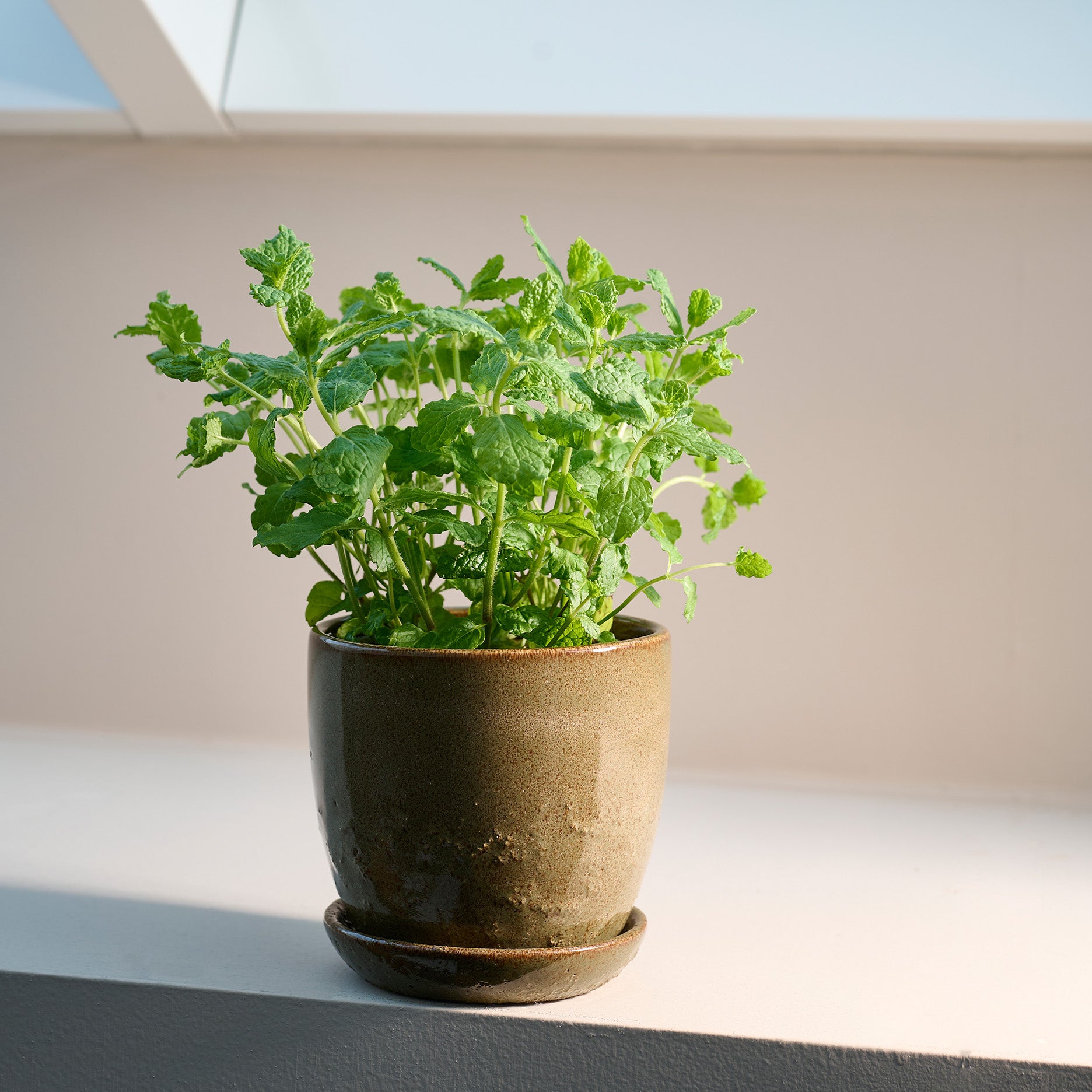 Pio II urtepotte Ø17 cm